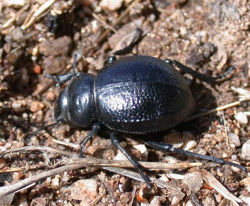 Pimelia bipunctata - sulla sabbia calda